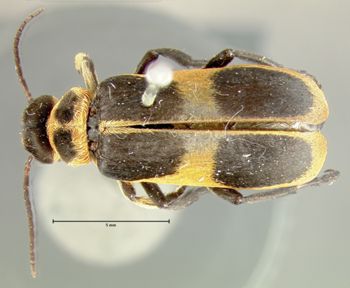 Media type: image;   Entomology 5095 Aspect: habitus dorsal view